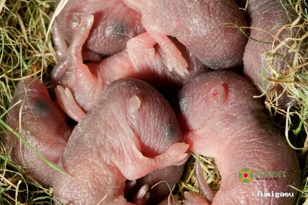 Serviset Plagas, S.L.