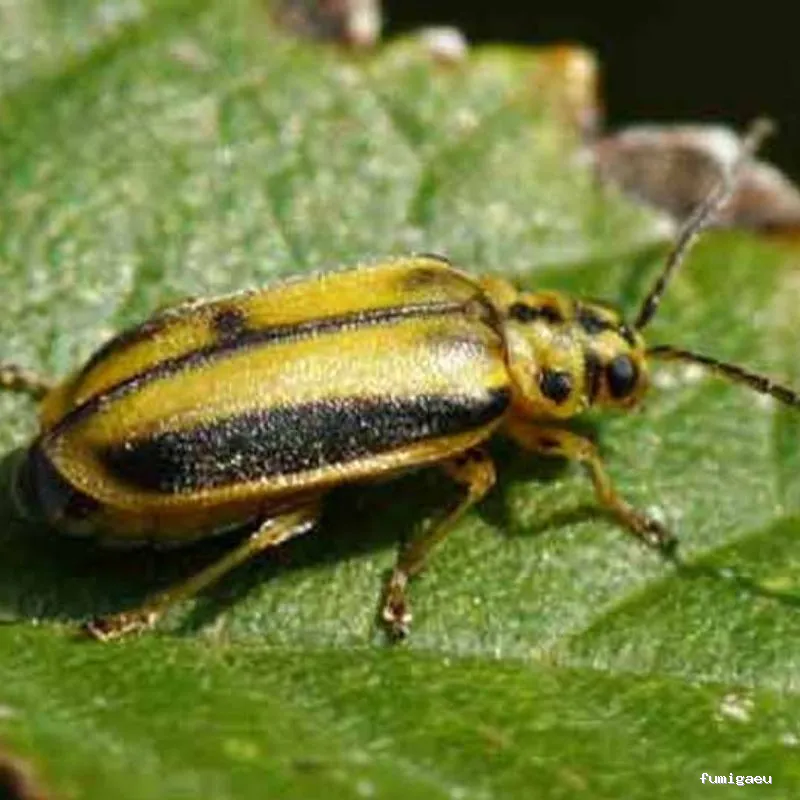 Serviset Plagas, S.L.