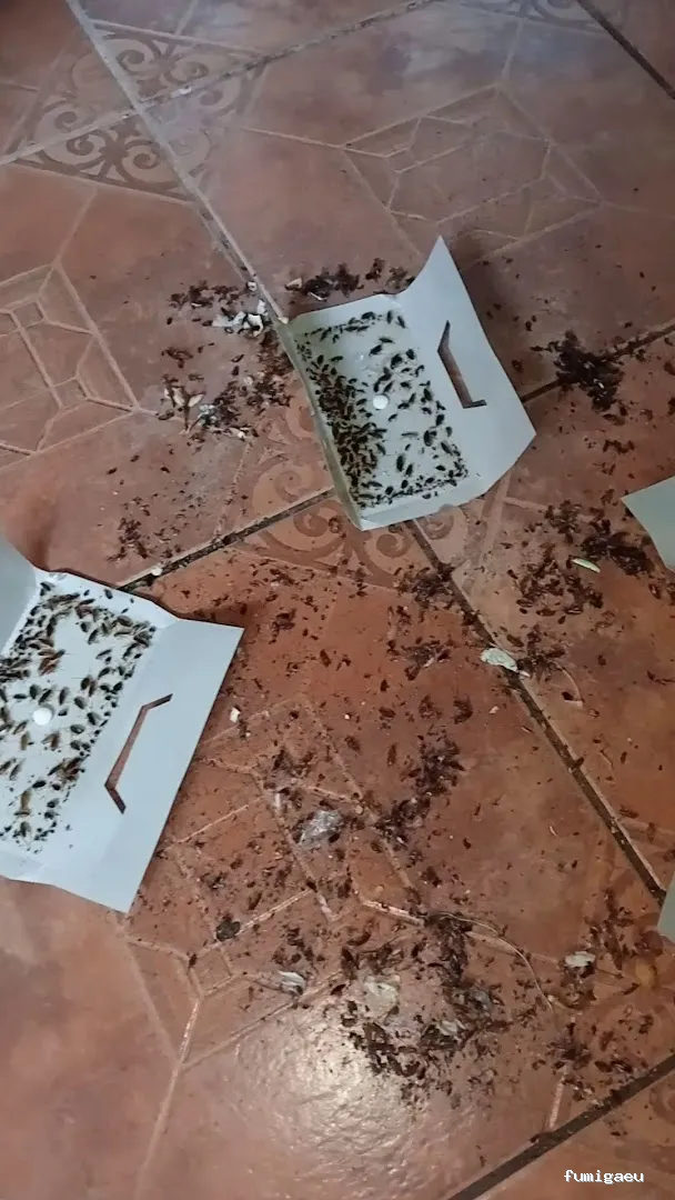 Atlántico desinfección