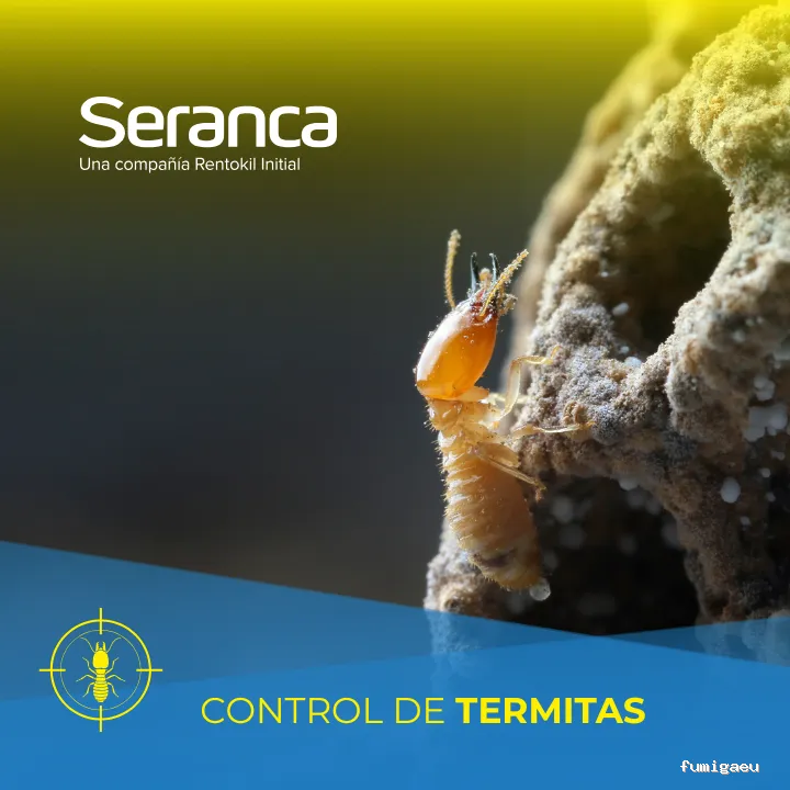 Seranca Tenerife