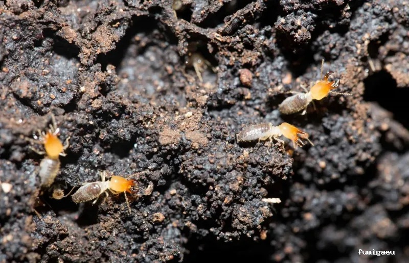 AMK Plagas | Termitas y Carcoma