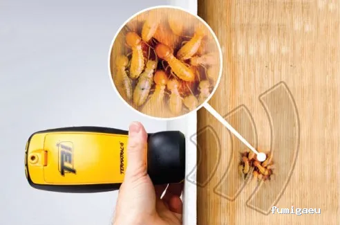 AMK Plagas | Termitas y Carcoma