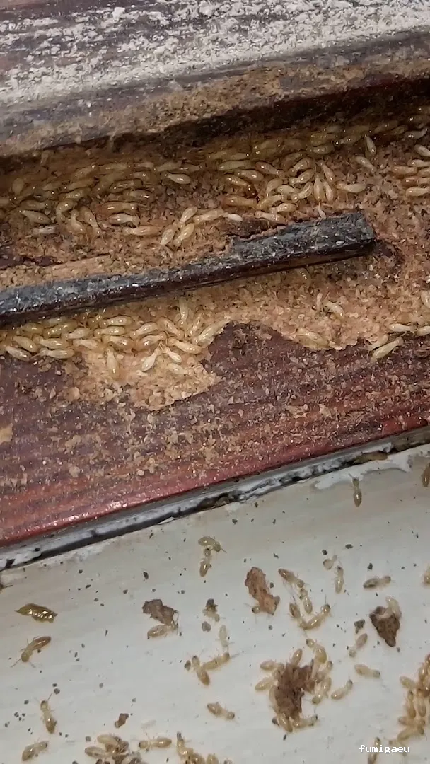 RATONET CONTROL PLAGUES S.L.