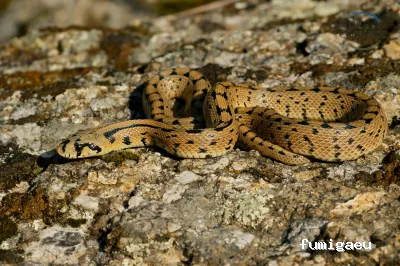 Nova Control - Control de plagas y microorganismos, en Ibiza y Formentera