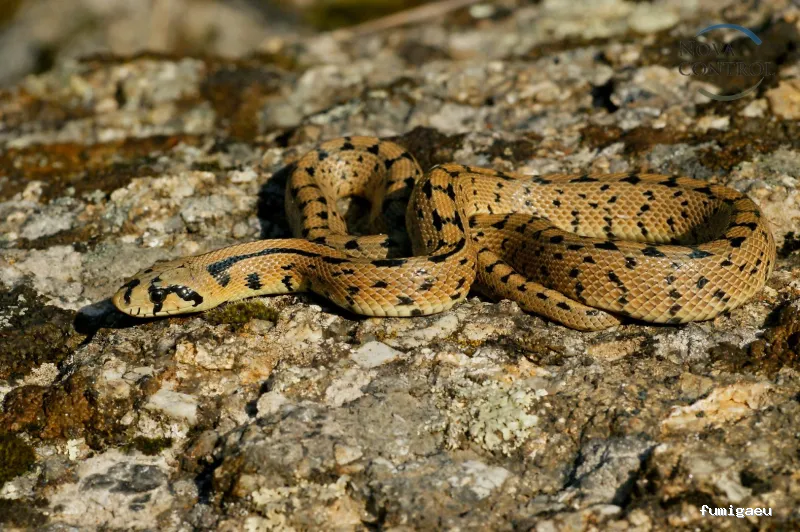 Nova Control - Control de plagas y microorganismos, en Ibiza y Formentera