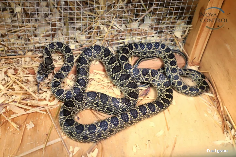 Nova Control - Control de plagas y microorganismos, en Ibiza y Formentera