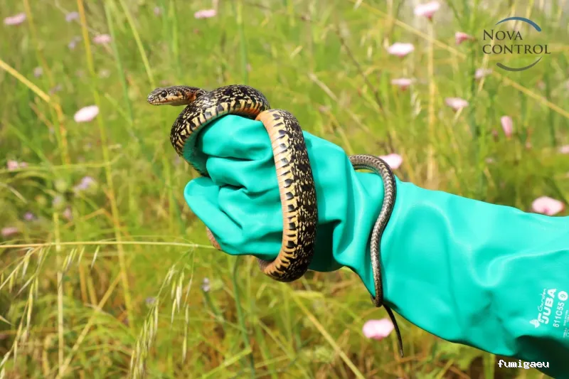 Nova Control - Control de plagas y microorganismos, en Ibiza y Formentera
