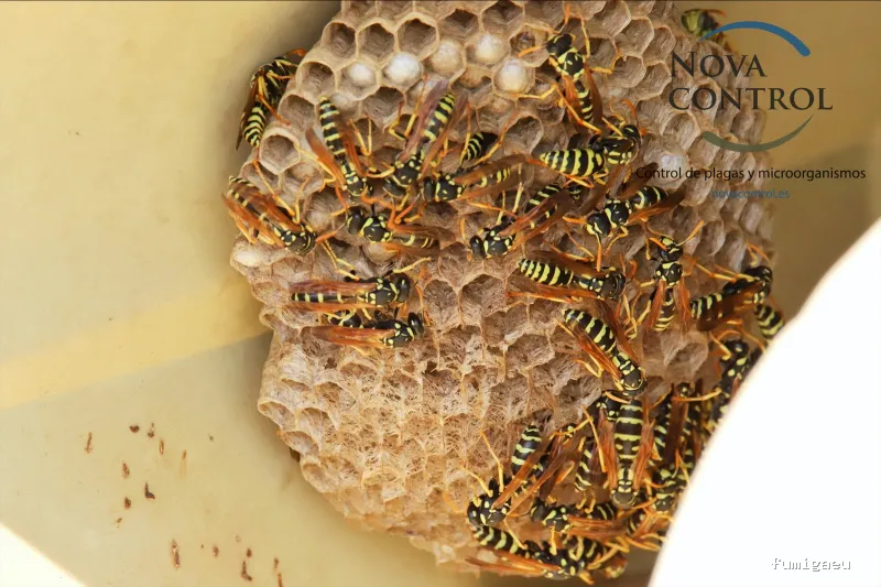 Nova Control - Control de plagas y microorganismos, en Ibiza y Formentera