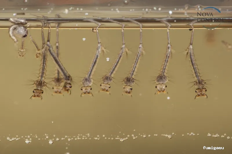 Nova Control - Control de plagas y microorganismos, en Ibiza y Formentera