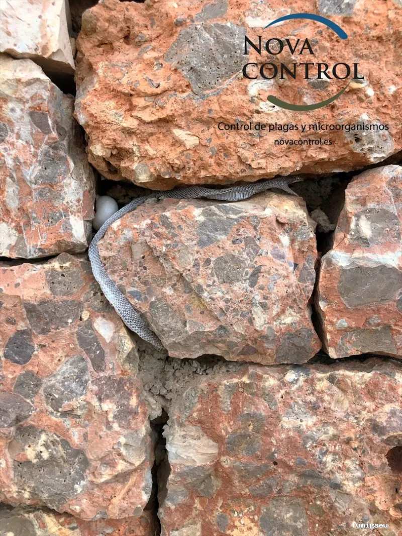 Nova Control - Control de plagas y microorganismos, en Ibiza y Formentera
