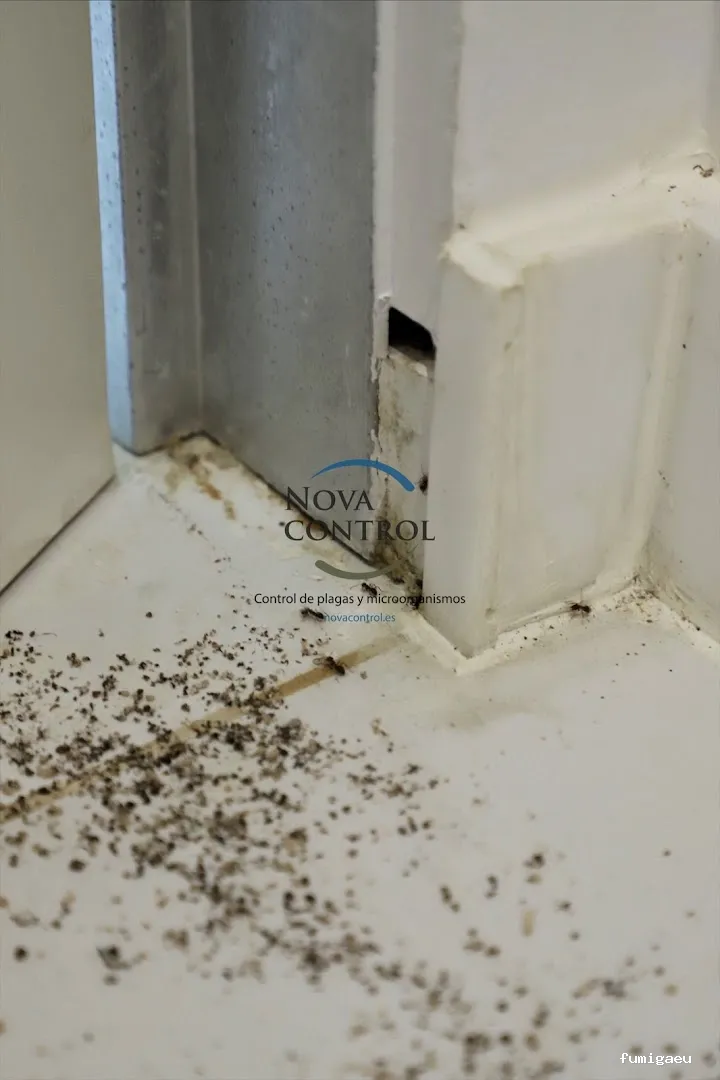 Nova Control - Control de plagas y microorganismos, en Ibiza y Formentera