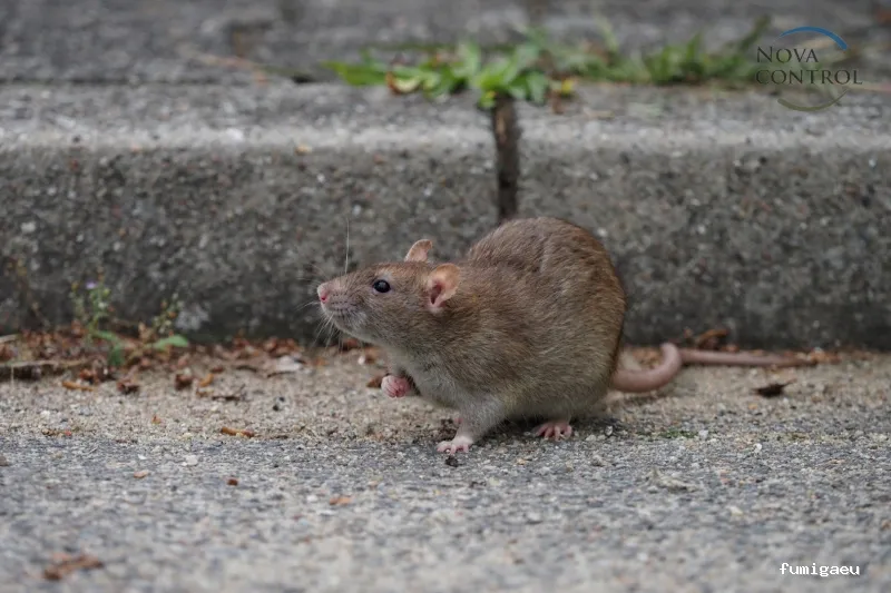 Nova Control - Control de plagas y microorganismos, en Ibiza y Formentera