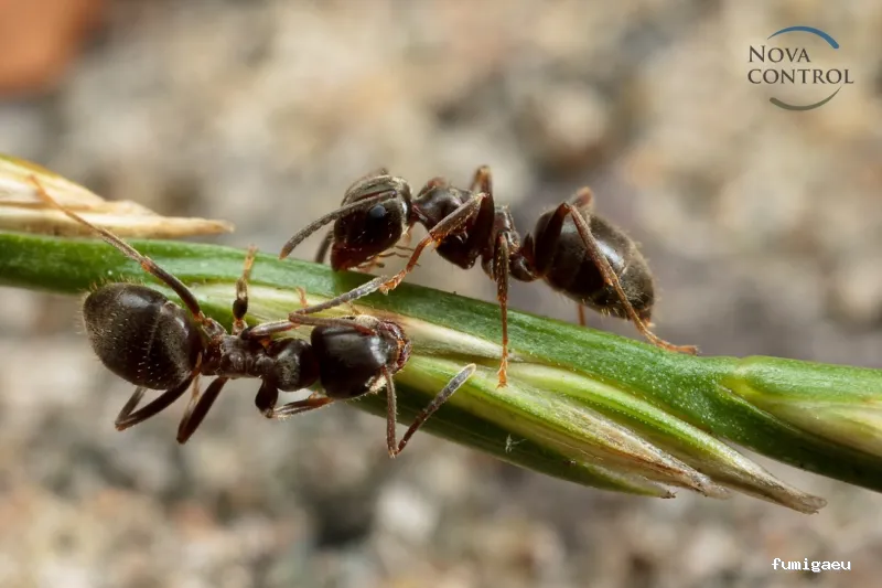 Nova Control - Control de plagas y microorganismos, en Ibiza y Formentera