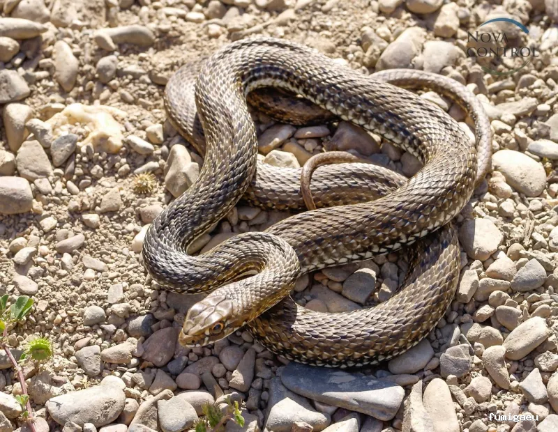 Nova Control - Control de plagas y microorganismos, en Ibiza y Formentera