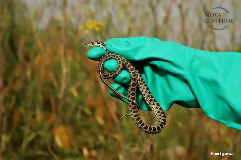 Nova Control - Control de plagas y microorganismos, en Ibiza y Formentera