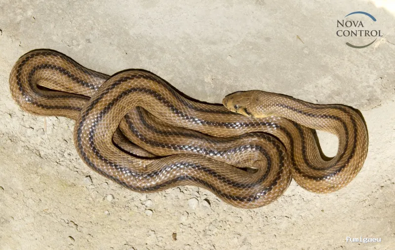 Nova Control - Control de plagas y microorganismos, en Ibiza y Formentera