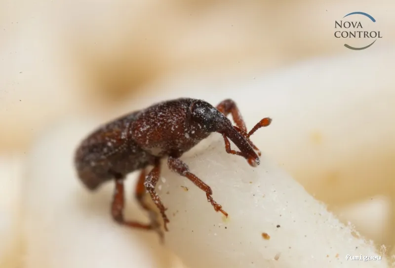 Nova Control - Control de plagas y microorganismos, en Ibiza y Formentera