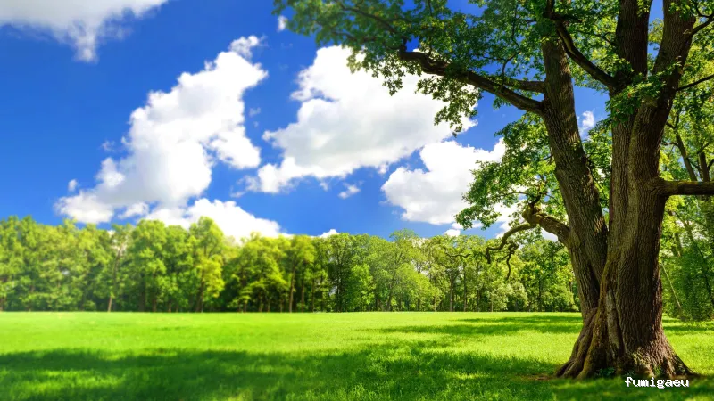 CÈNTRIC - Control de Plagues