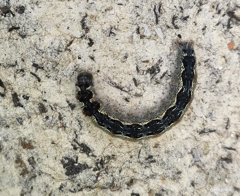 Rentokil Control de Plagas