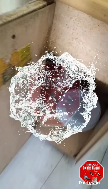 Teneplagas Lanzarote