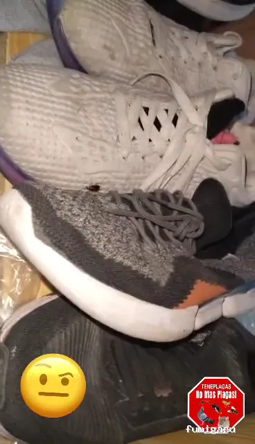 Teneplagas Lanzarote