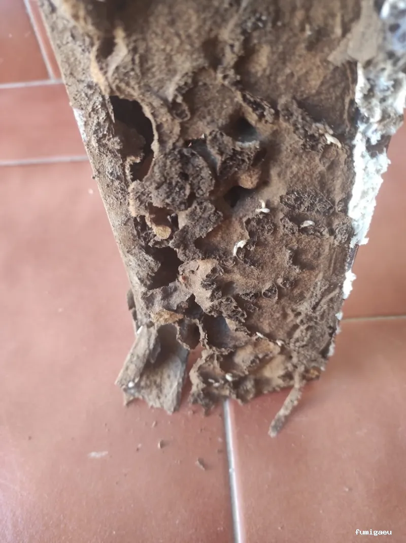 AMBIEX SALUD AMBIENTAL