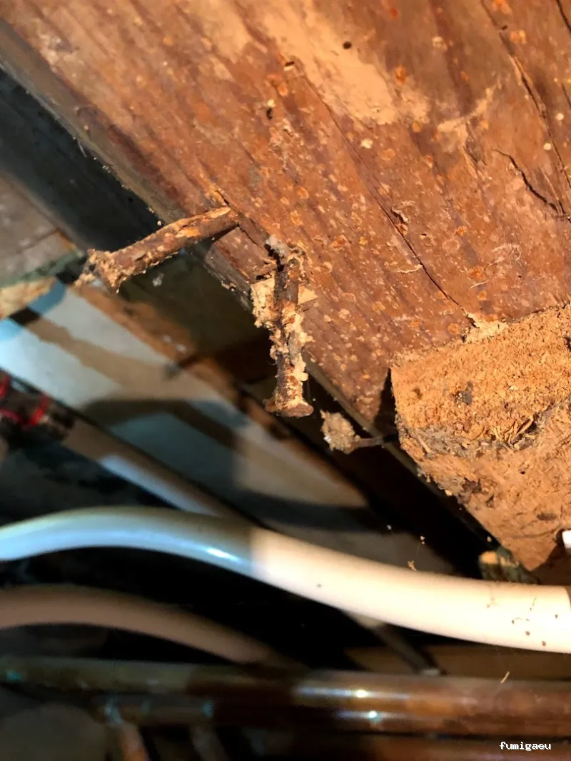 Deslaceyca Servicios Ambientales