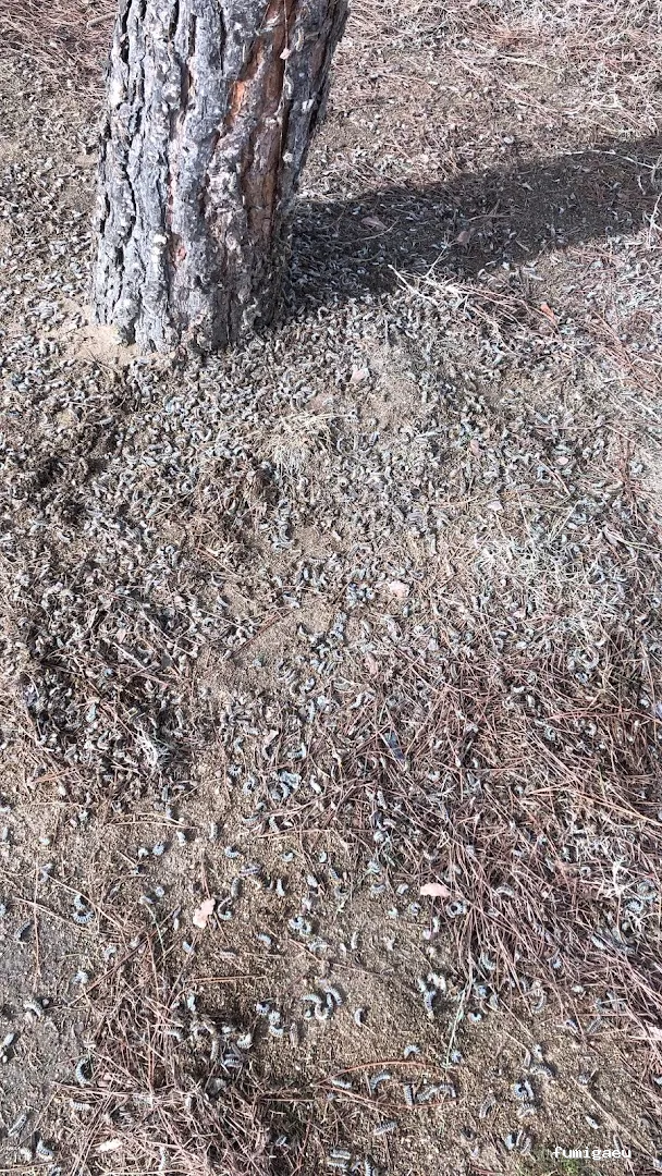 Deslaceyca Servicios Ambientales