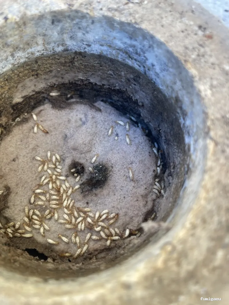 Deslaceyca Servicios Ambientales