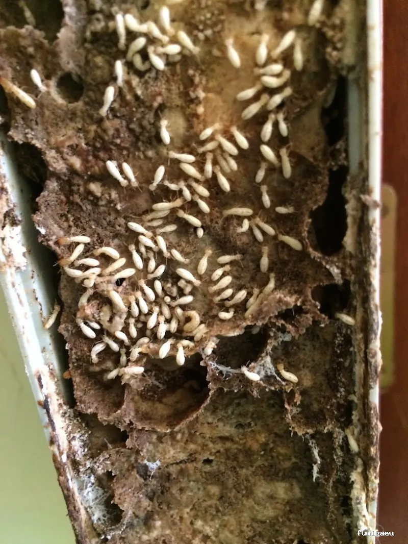 Deslaceyca Servicios Ambientales