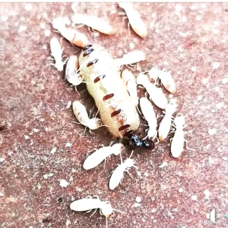 Deslaceyca Servicios Ambientales