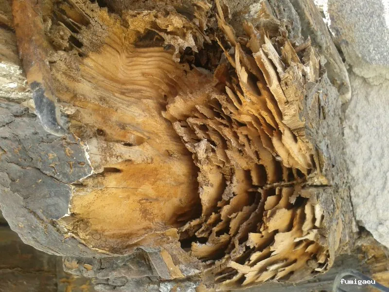 Deslaceyca Servicios Ambientales