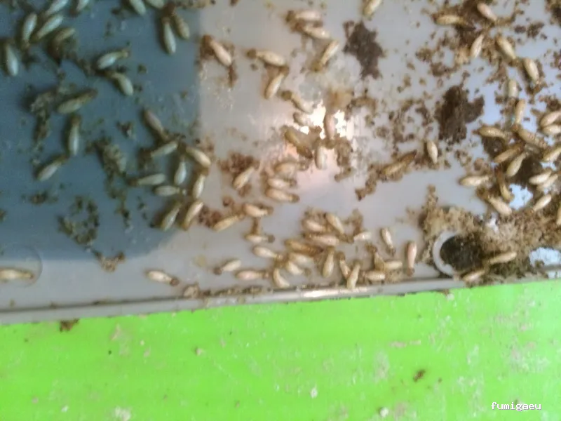 Deslaceyca Servicios Ambientales