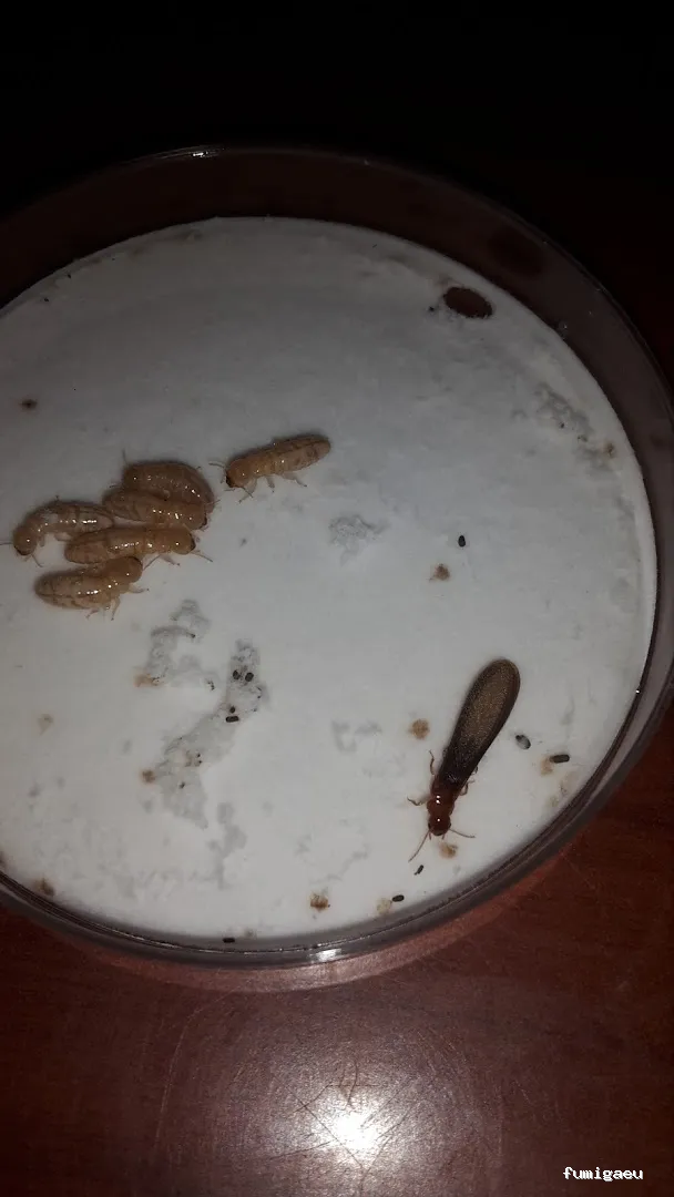 Deslaceyca Servicios Ambientales