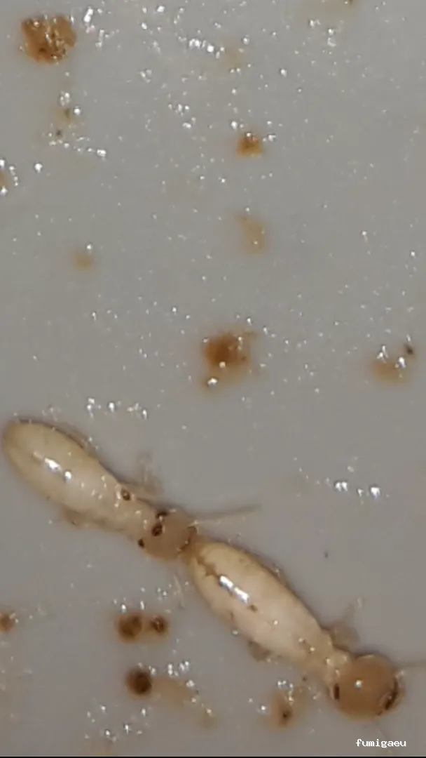 Deslaceyca Servicios Ambientales