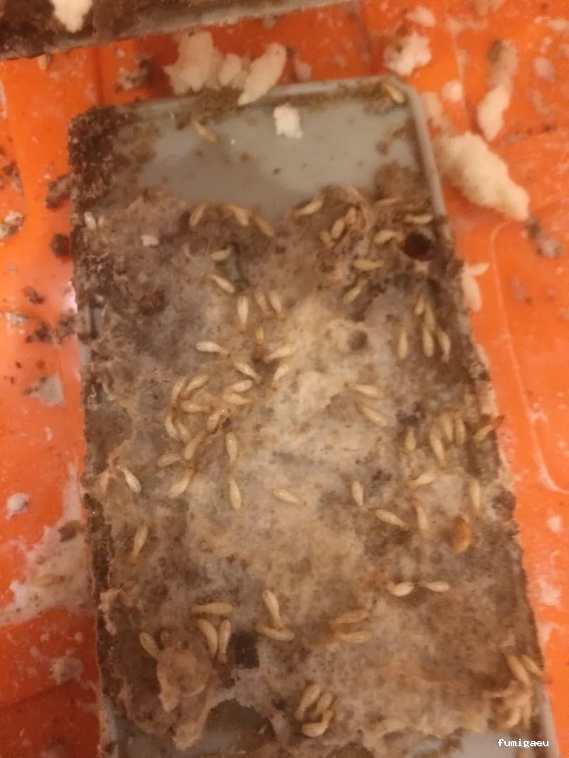 Deslaceyca Servicios Ambientales