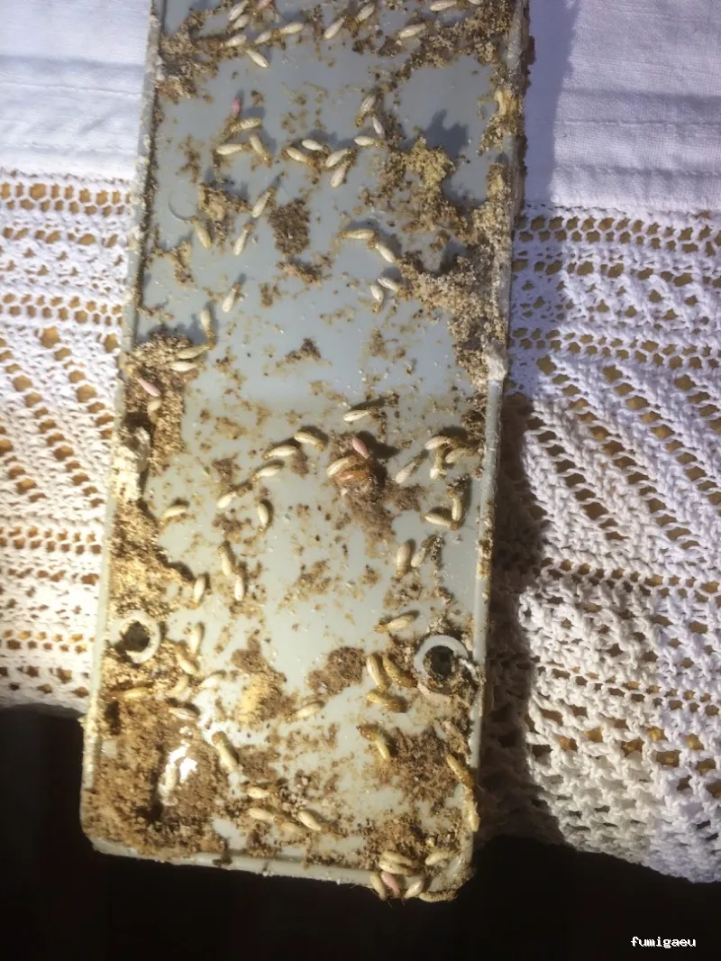 Deslaceyca Servicios Ambientales