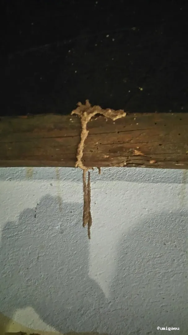 Deslaceyca Servicios Ambientales