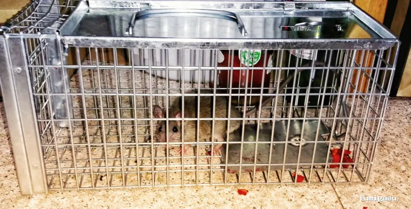 CONTROL DE PLAGAS APLISA S.l. MADRID