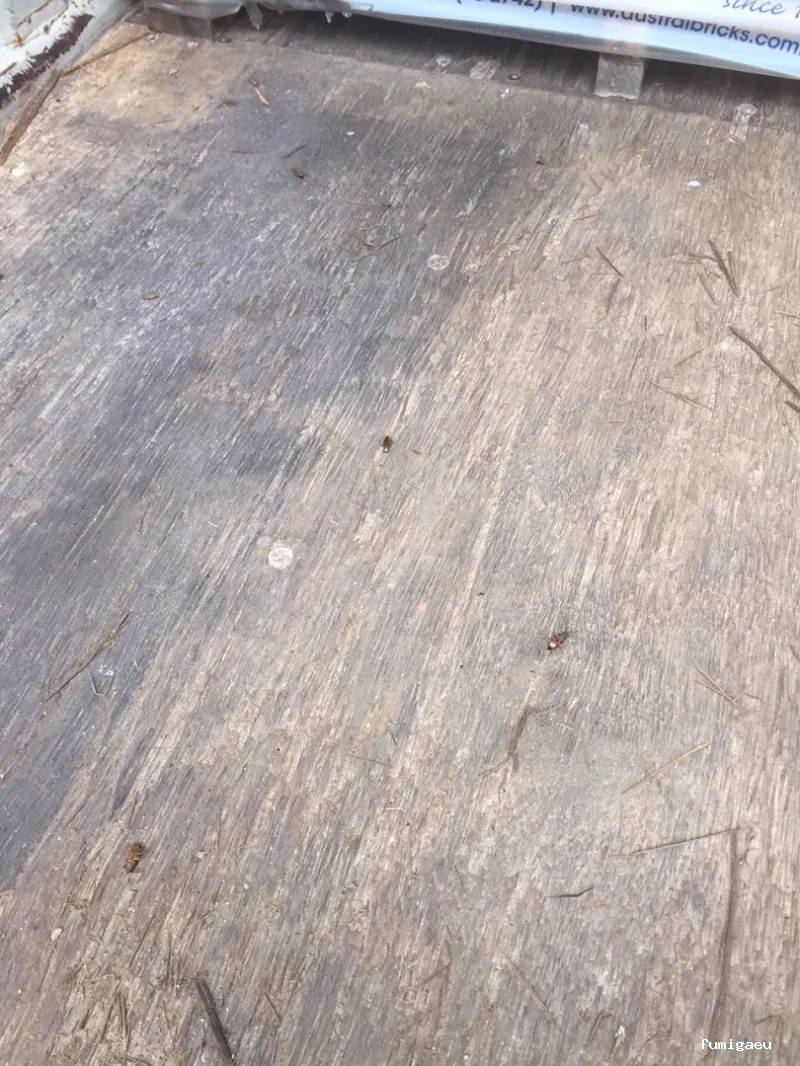 CONTROL DE PLAGAS APLISA S.l. MADRID