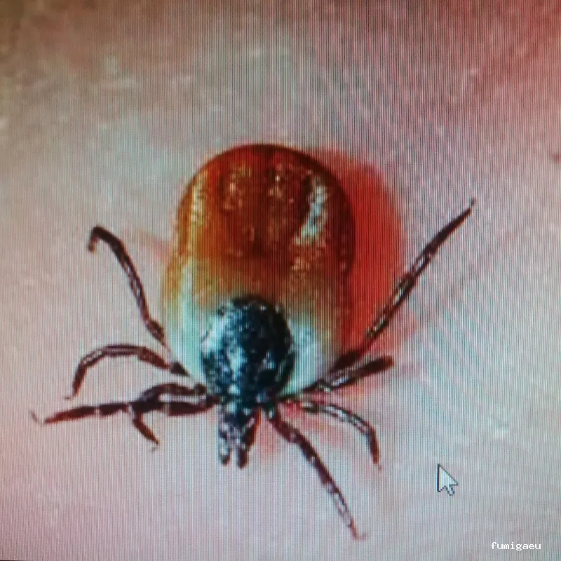 CONTROL DE PLAGAS APLISA S.l. MADRID