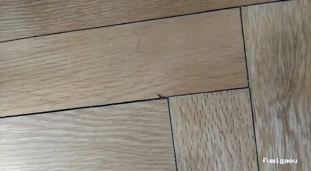 CONTROL DE PLAGAS APLISA S.l. MADRID