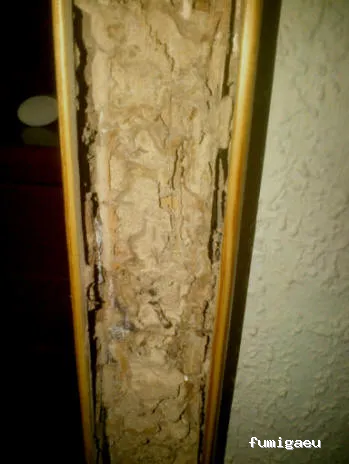 CONTROL DE PLAGAS APLISA S.l. MADRID