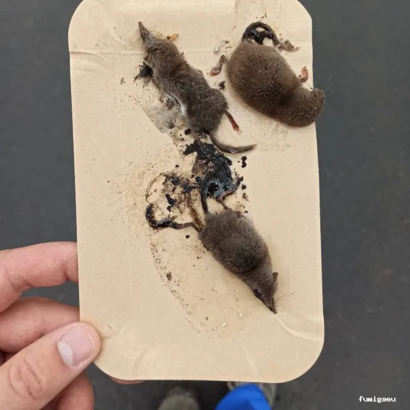 Biocisal Control de Plagas Madrid SL - Desratización, Desinsectación y Desinfección