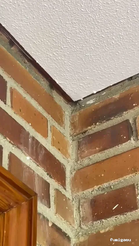 Biocisal Control de Plagas Madrid SL - Desratización, Desinsectación y Desinfección