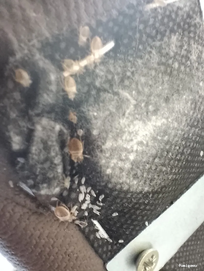 Biocisal Control de Plagas Madrid SL - Desratización, Desinsectación y Desinfección