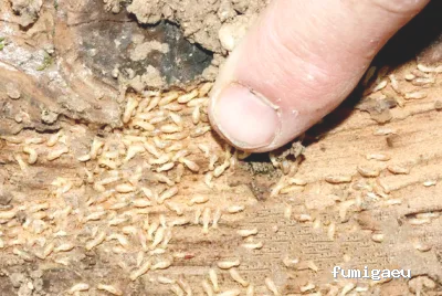 Agrocontrol Biologico Y De Plagas Del Sur