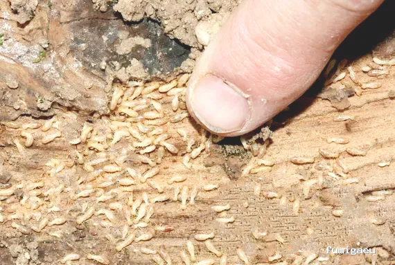 Agrocontrol Biologico Y De Plagas Del Sur