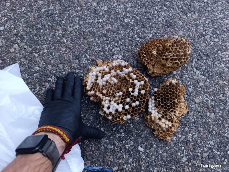 Control de plagas en Ávila