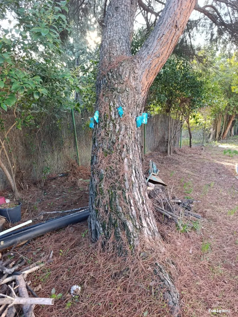 Control de plagas en Ávila